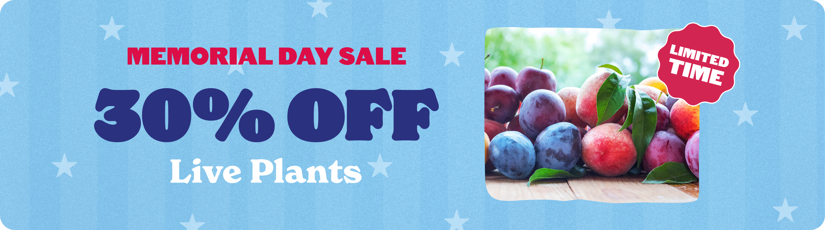 chilli plant seeds Patriot Seeds Heirloom Conventional Pepper: Hot