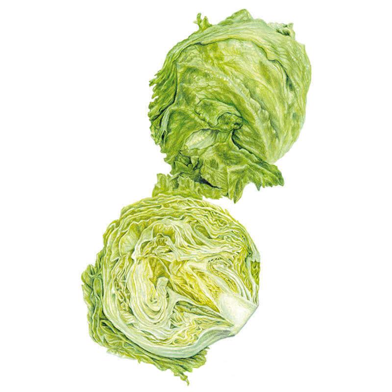 フラワー・リース sunny lettuce Great Lakes 118 Crisphead Lettuce Seeds – Epic Gardening