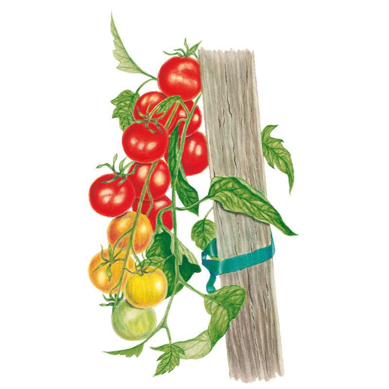 Gardener's Delight Pole Cherry Tomato Seeds – Epic Gardening