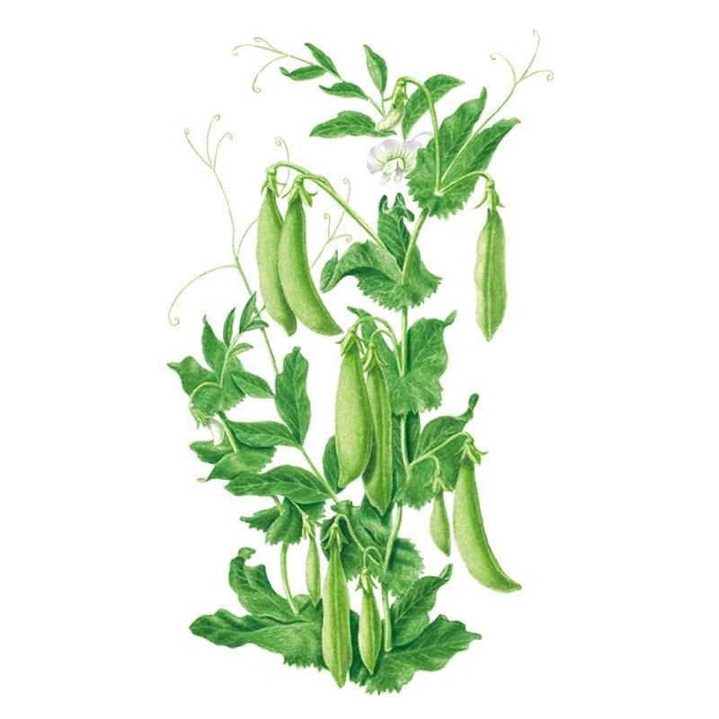 sugar snap pea seeds planting Sugar Daddy Snap Pea Seeds
