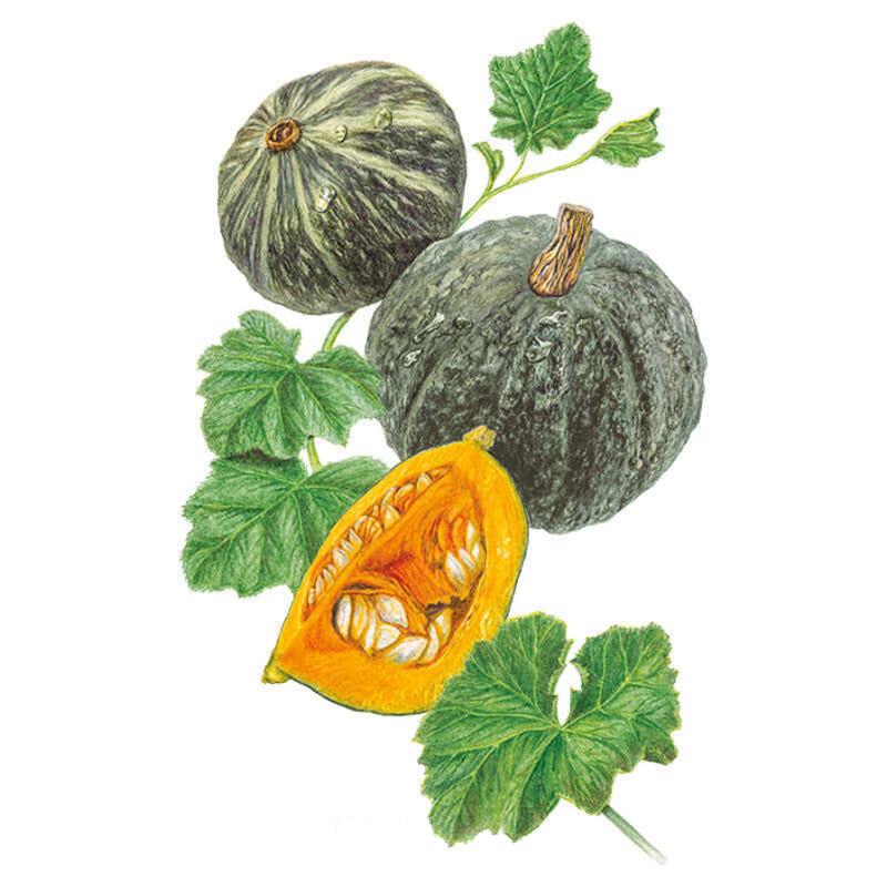 Kurinishiki Kabocha Winter Squash Seeds – Epic Gardening