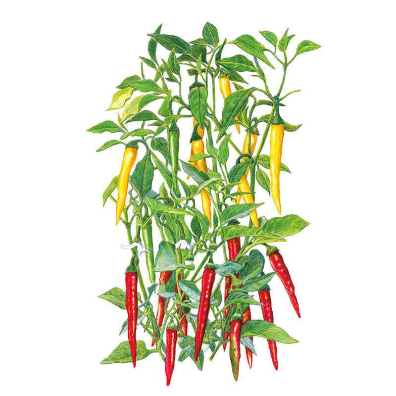 cayenne pepper plant Cayenne Blend Chile Pepper Seeds