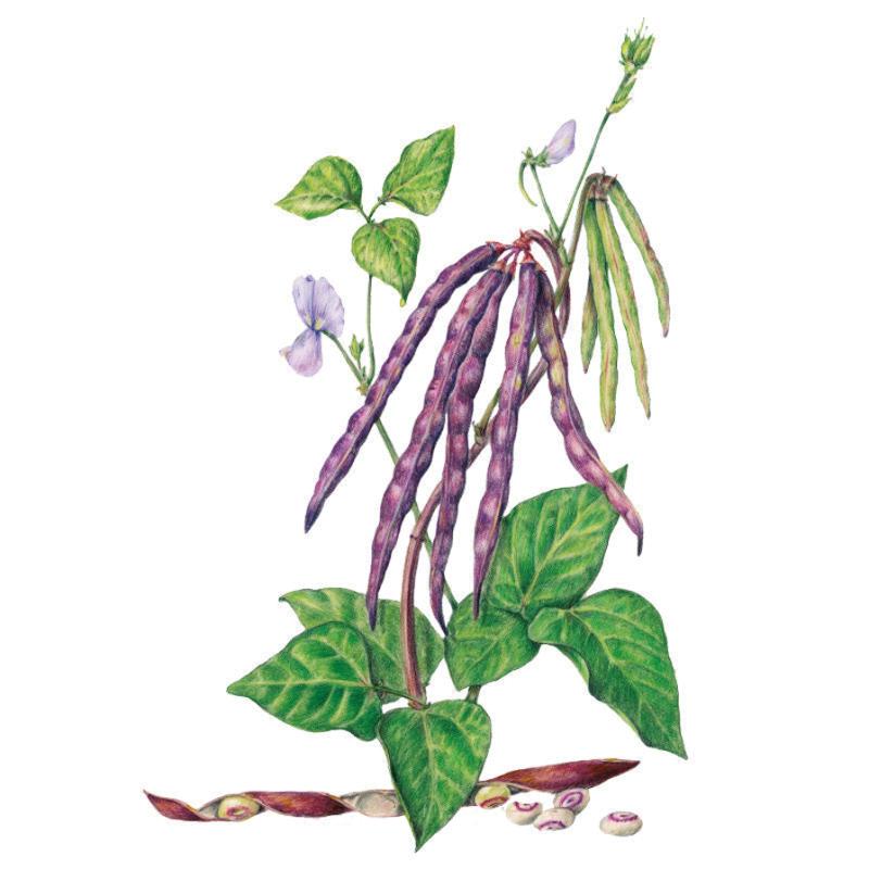 cowpea plant Pinkeye Purple Hull Bush Cowpea Bean Seeds