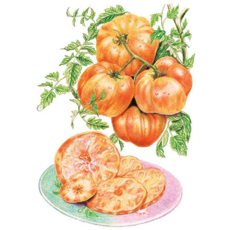 Pineapple Pole Tomato Seeds – Epic Gardening