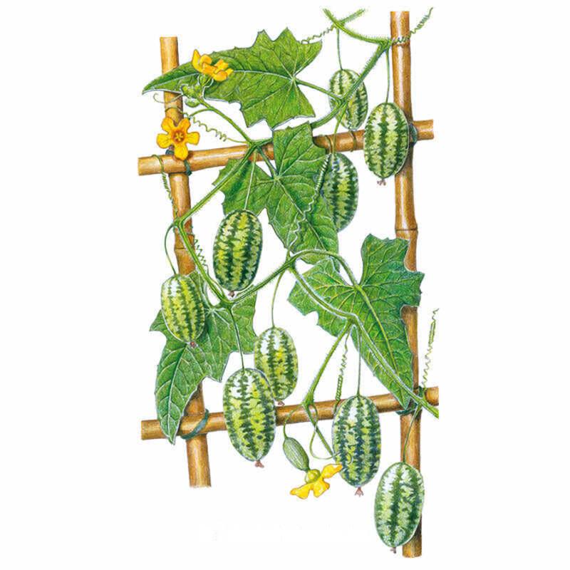 cocomelon planting seeds Mouse Melon Cucamelon Melon Seeds – Epic Gardening