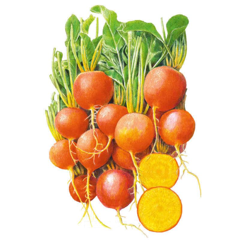 garden beet seeds Golden Boy Beet Seeds – Epic Gardening