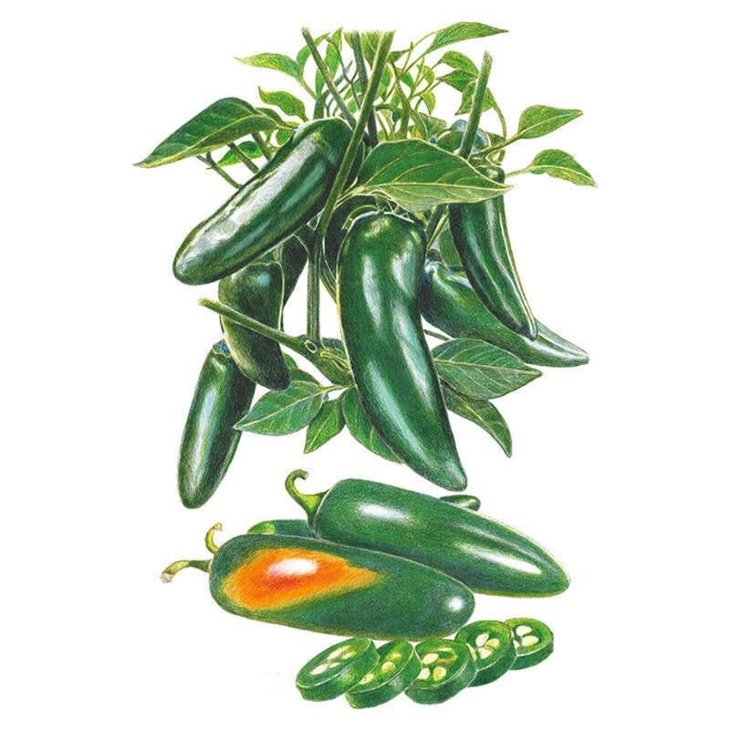 jalapeno plant from seed Megatron Jalapeño Chile Pepper Seeds – Epic Gardening