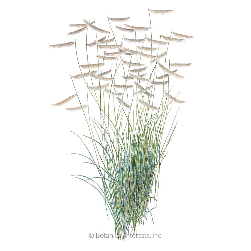 Blue Grama Grass Ingestion In Dogs photo