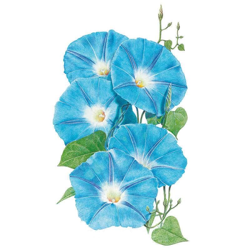 morning glory seeds heavenly blue trip Heavenly Blue Morning Glory Seeds
