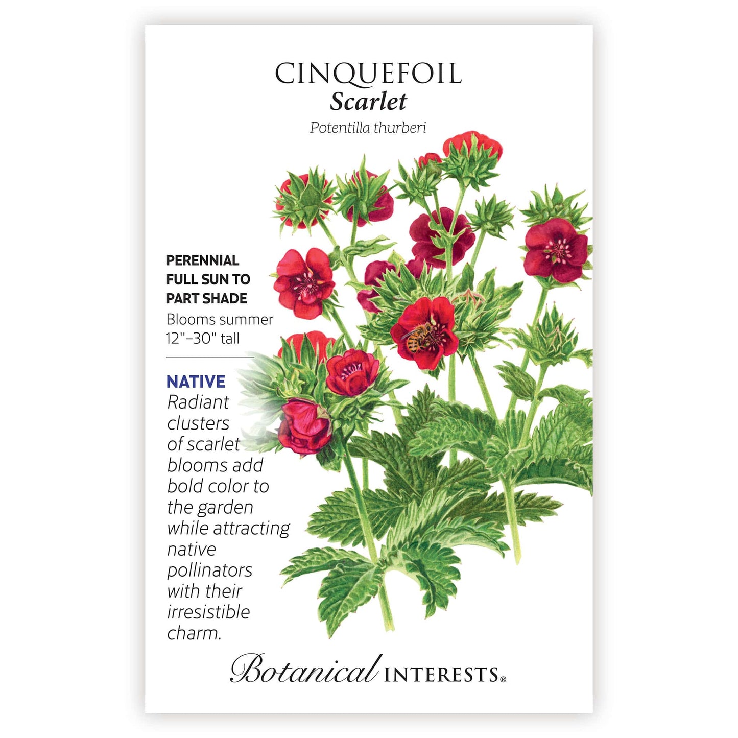 Scarlet Cinquefoil Seeds