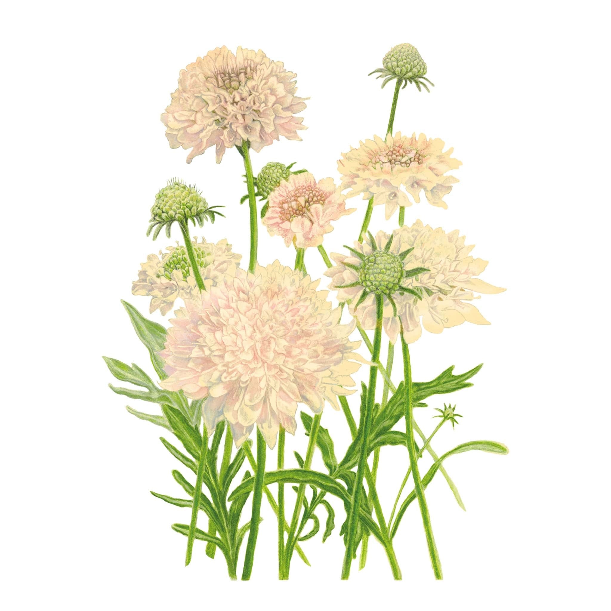 Fata Morgana Scabiosa Seeds – Epic Gardening