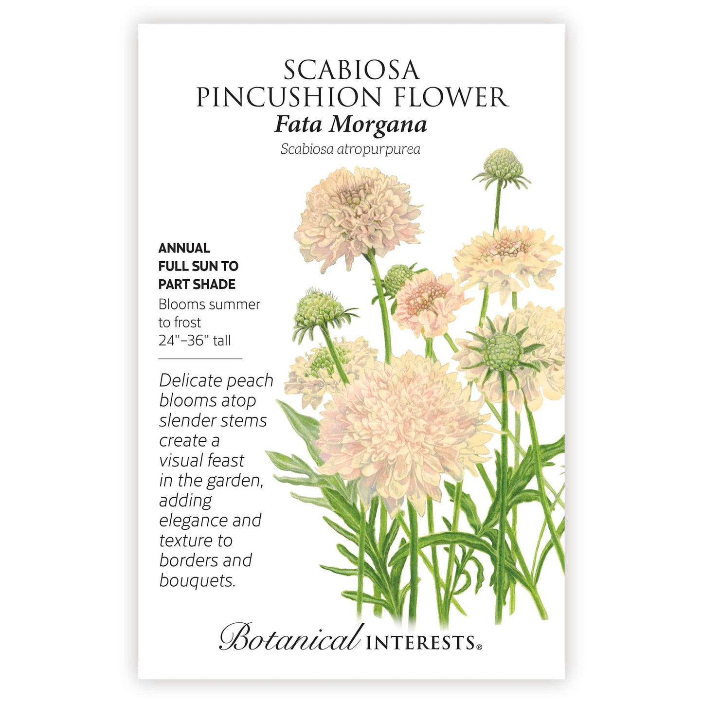 Fata Morgana Scabiosa Seeds