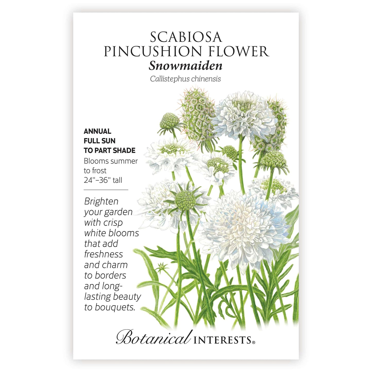 Snowmaiden Scabiosa Seeds