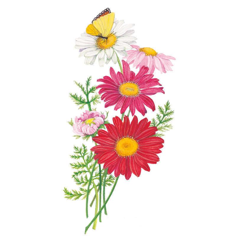 robinsons seeds and plants Robinson's Blend Painted Daisy Seeds