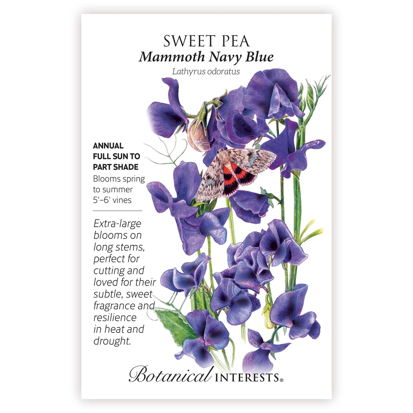 Mammoth Navy Blue Sweet Pea Seeds