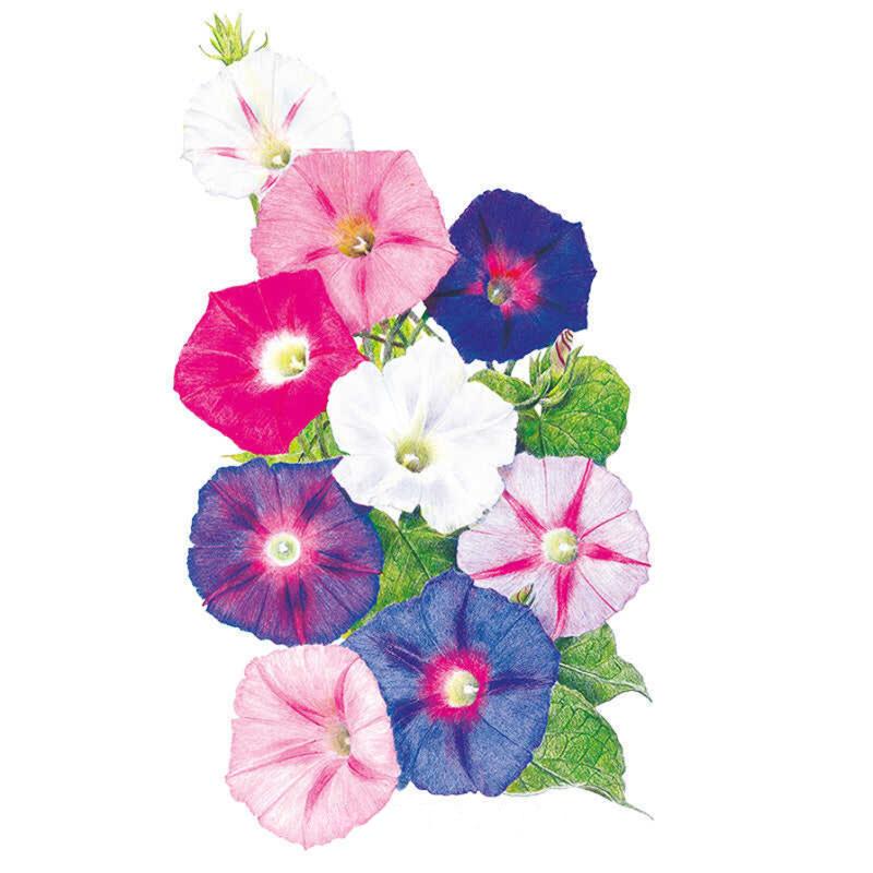 morning glory seeds eating Sunrise Blend Morning Glory Seeds