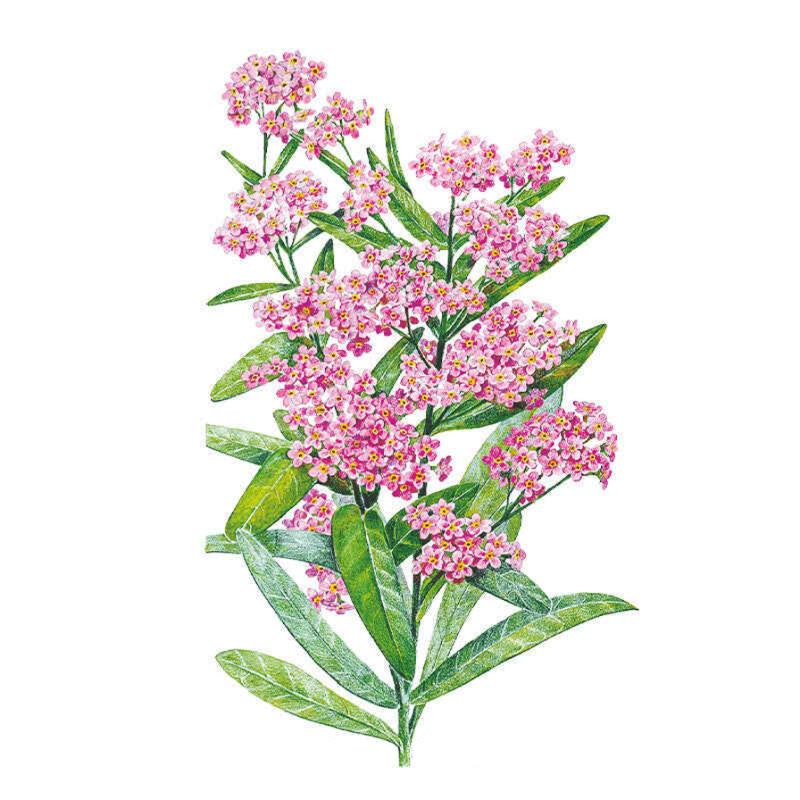 a plant that makes seeds but not flowers would be Victoria Pink Forget-Me-Not Seeds – Epic Gardening