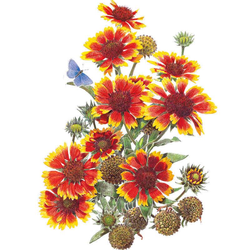 gaillardia blanket flower seeds Goblin Gaillardia Seeds – Epic Gardening