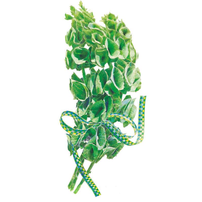 plant seeds ireland Botanical Interests Bells of Ireland Seeds