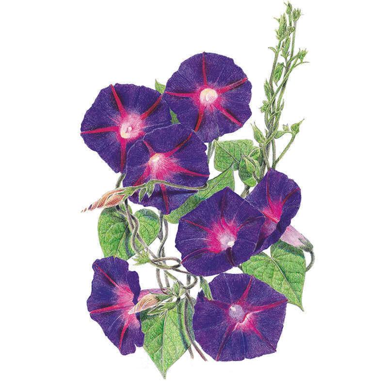 morning glory grandpa ott seeds Grandpa Ott's Morning Glory Seeds