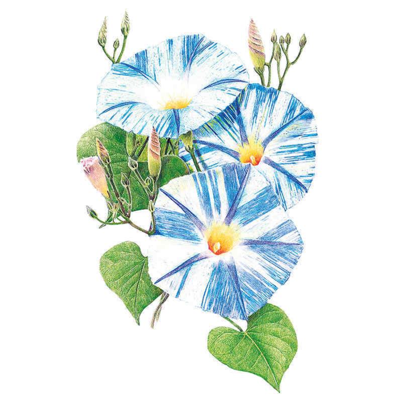 morning glory seeds experience Flying Saucer Morning Glory Seeds – Epic Gardening