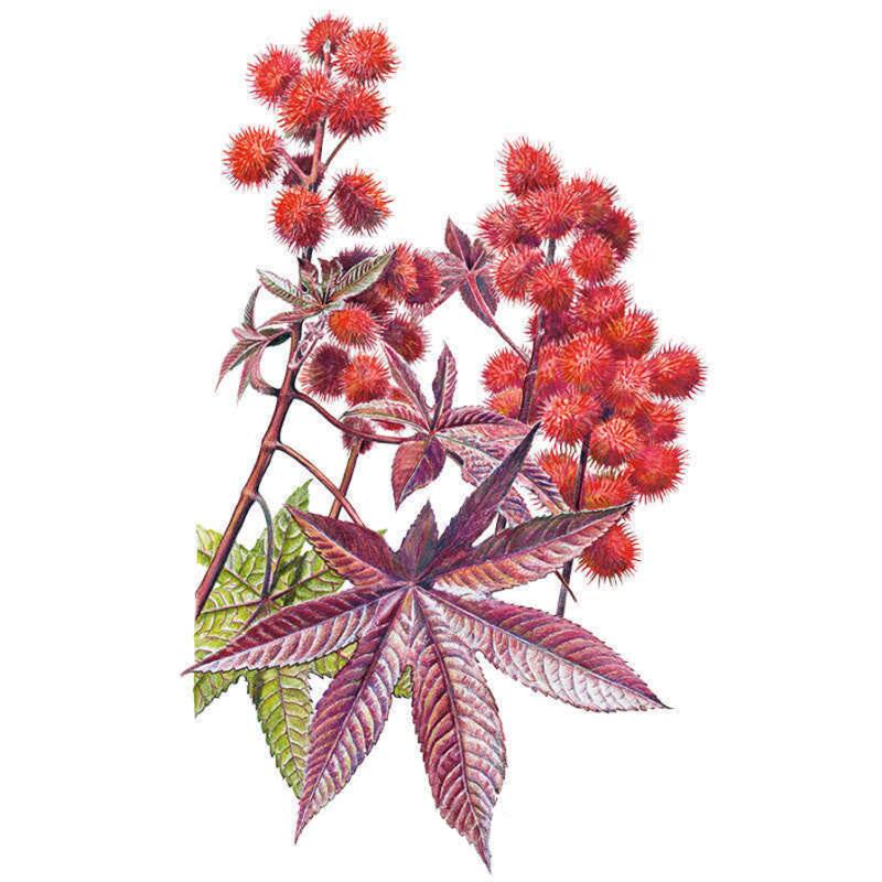 caster seed plant Impala Castor Bean Seeds