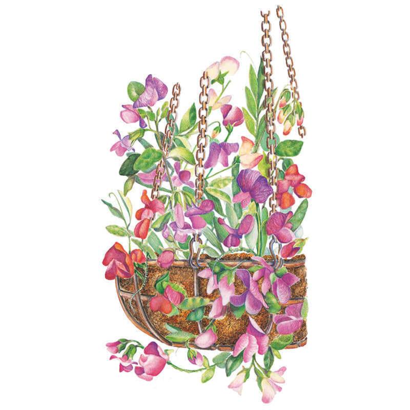 Little Sweetheart Sweet Pea Seeds – Epic Gardening