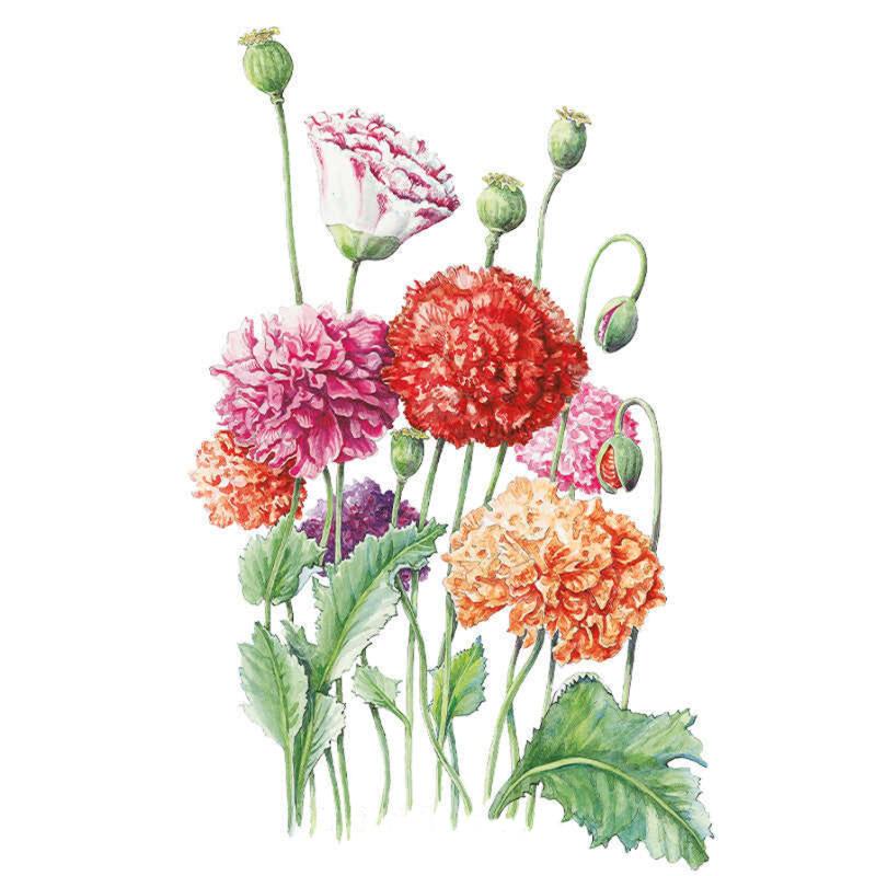double poppy flower seeds Peony Double Blend Poppy Seeds – Epic Gardening