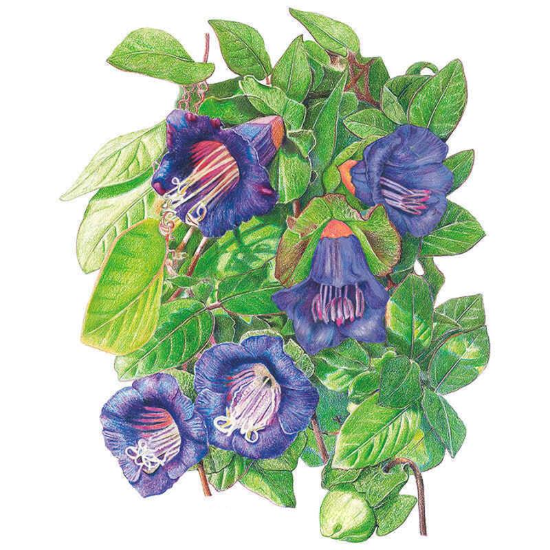 flower vine seeds Blue Cathedral Bells Cup and Saucer Vine Seeds – Epic Gardening