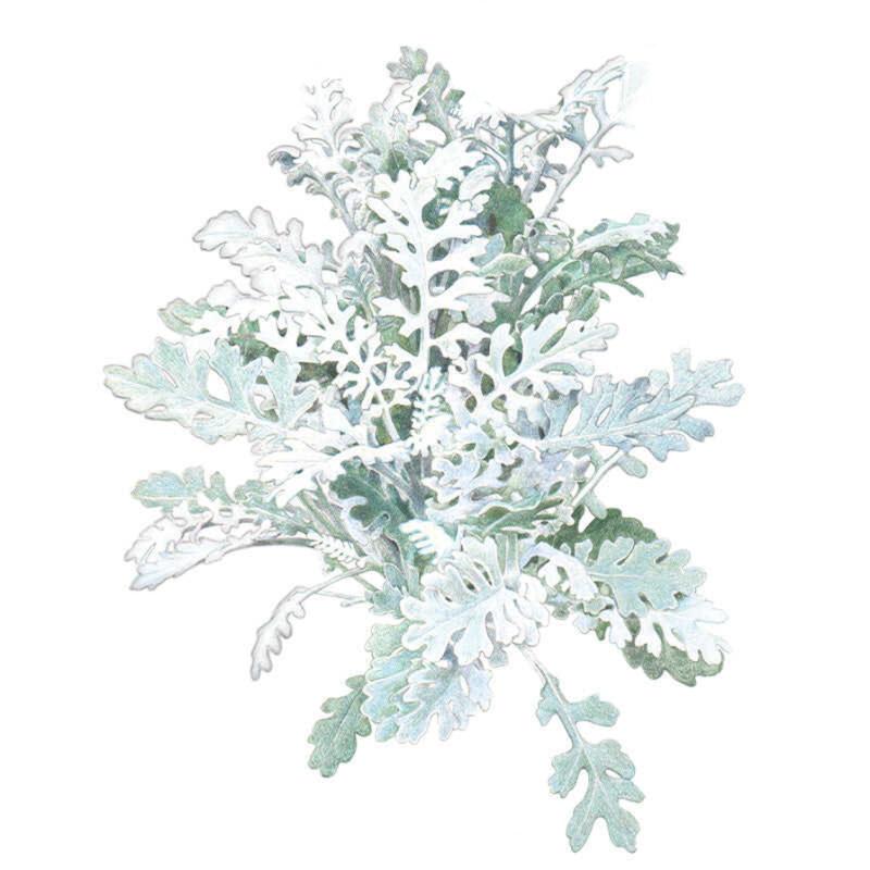 dusty miller potted plant Silverdust Dusty Miller Seeds