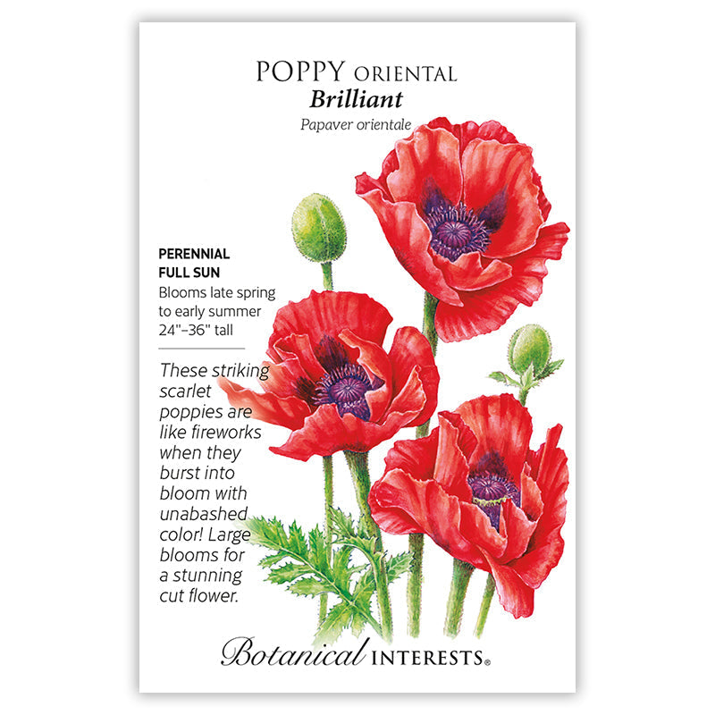Brilliant Oriental Poppy Seeds