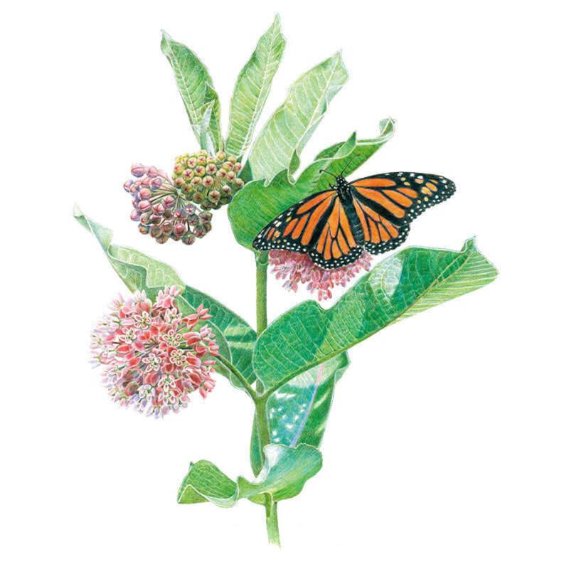 monarch butterfly flower seeds Common Milkweed/Butterfly Flower Seeds – Epic Gardening