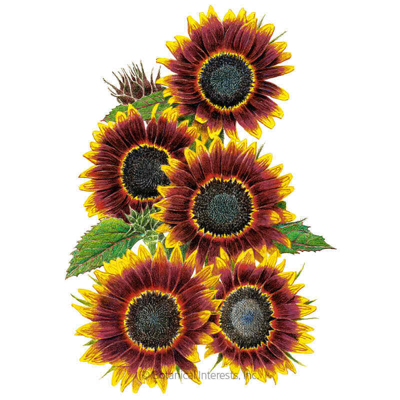 sunflower様 Shock-O-Lat Sunflower Seeds – Epic Gardening