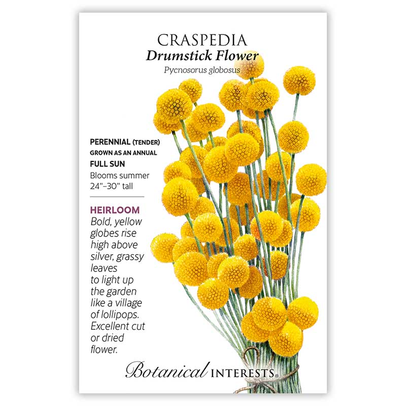 Drumstick Flower Craspedia Seeds