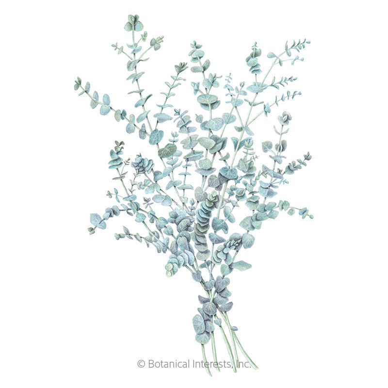 eucalyptus plant seeds for sale Baby Blue Eucalyptus Seeds – Epic Gardening