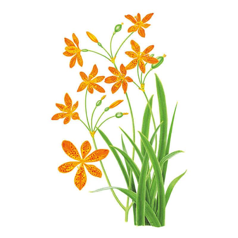 Blackberry Lily Seeds – Epic Gardening