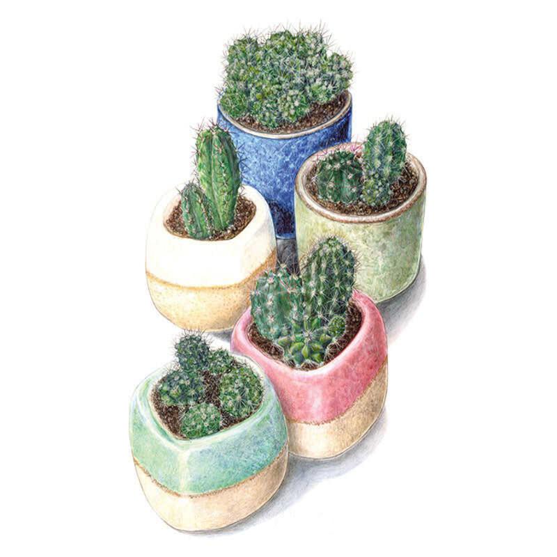 potted cacti and succulents All Kinds and Forms Mixed Cacti Seeds