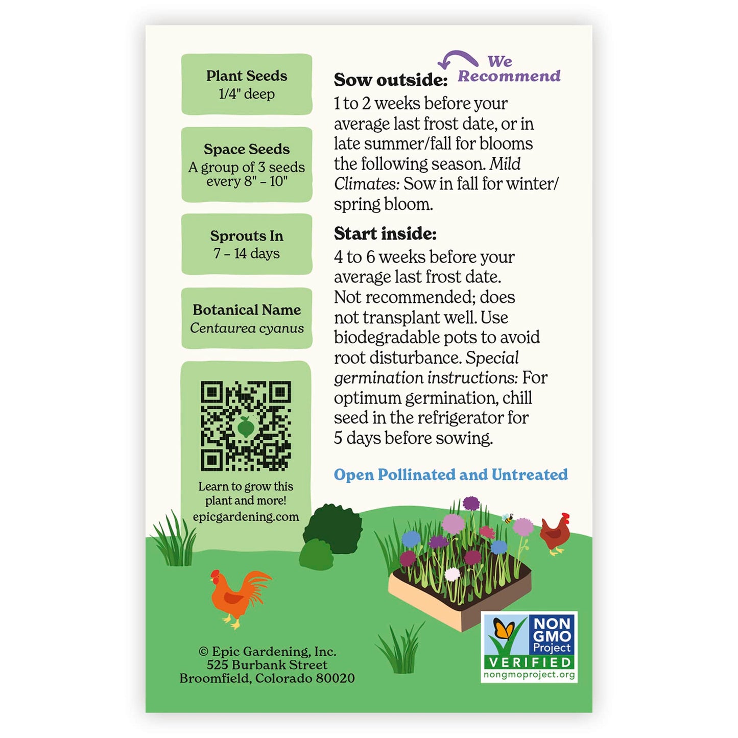 Polka Dot Mix Bachelor's Button