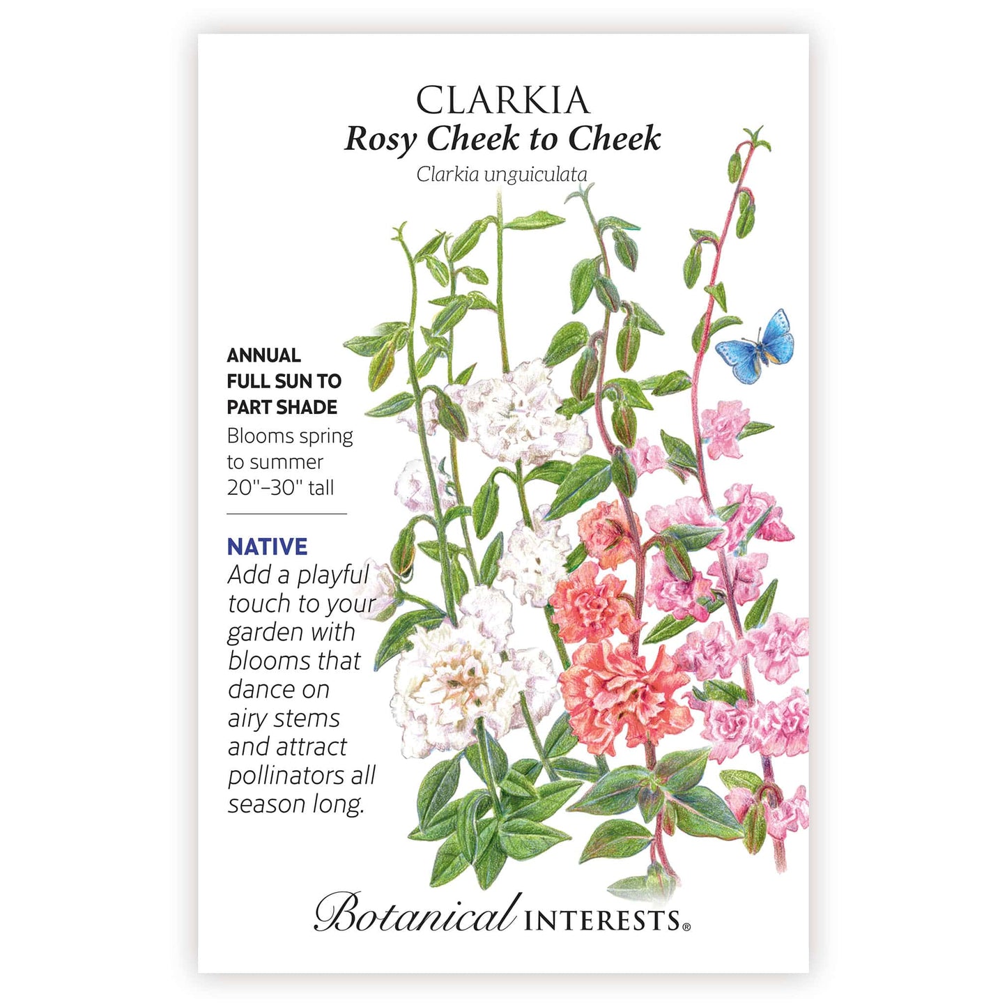 Rosy Cheek to Cheek Clarkia Seeds