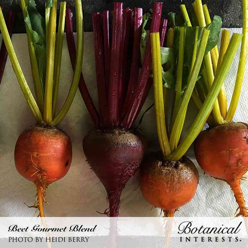 Freshly harvested beets with green tops, photo by Heidi Berry for Botanical Interests.