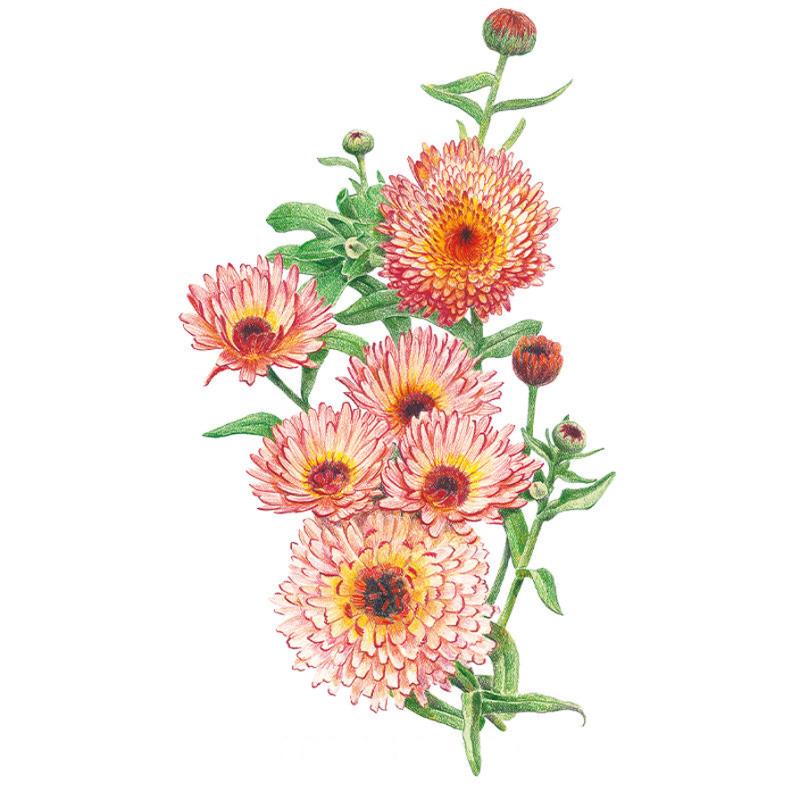 calendula potted plant Zeolights Calendula (Pot Marigold) Seeds – Epic Gardening