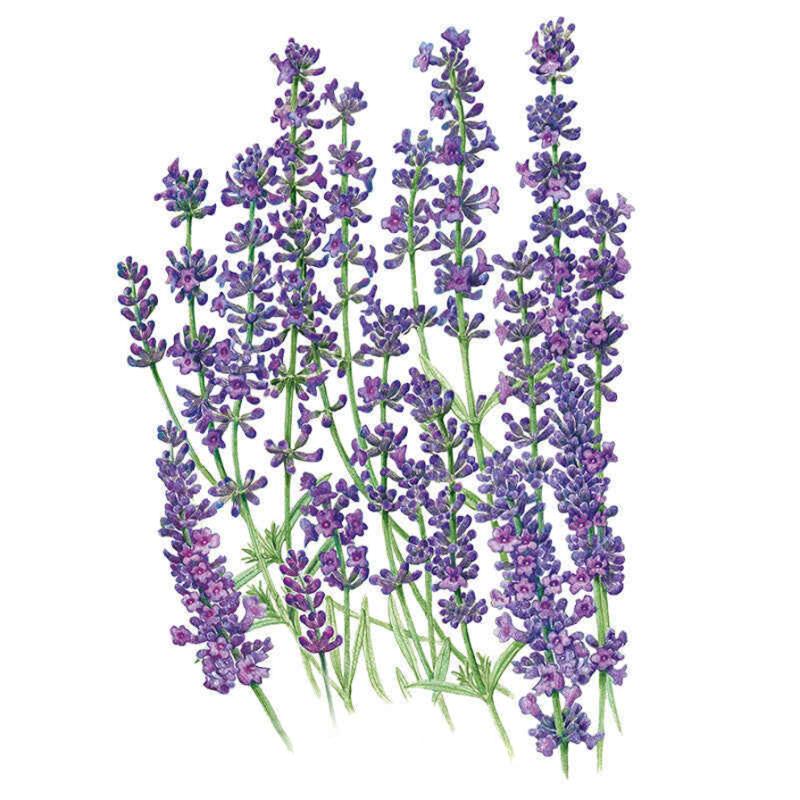 munstead lavender seed germination Munstead Lavender Seeds