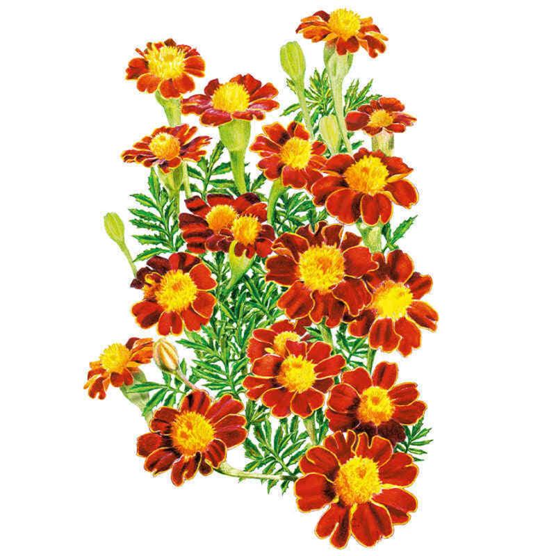 rs3 marigold seed Red Metamorph French Marigold Seeds