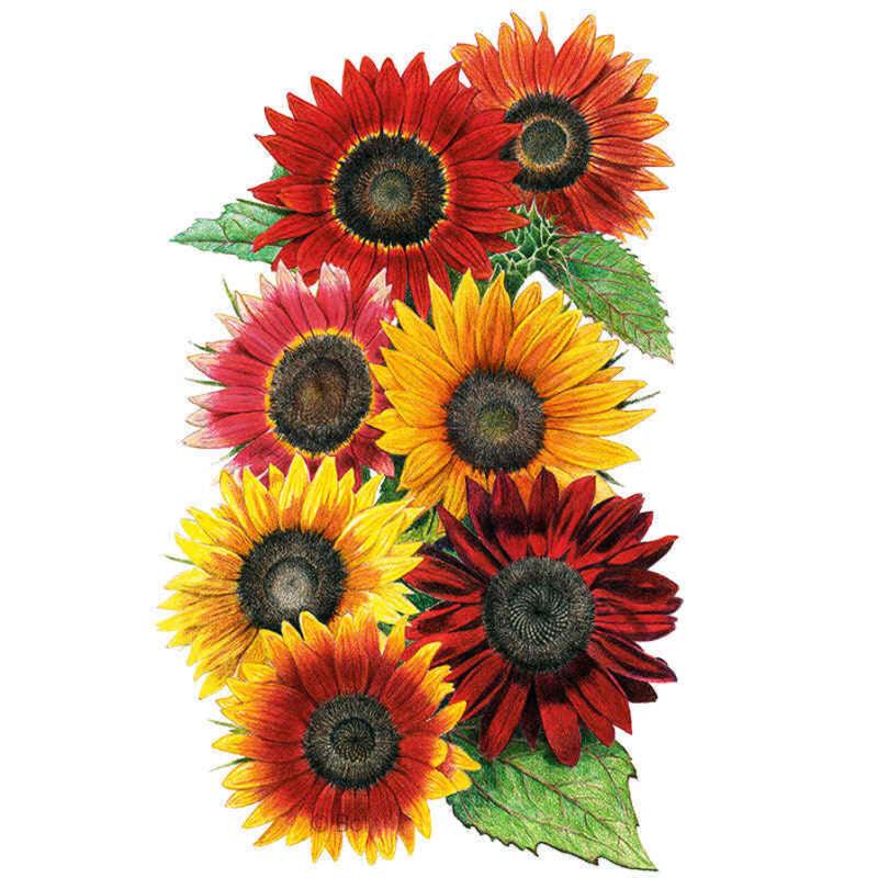 heirloom sunflower seeds for planting Heirloom Beauties Sunflower Seeds