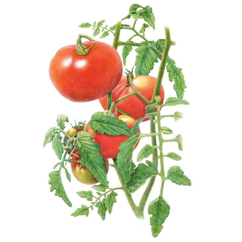 Moskvich Pole Tomato Seeds – Epic Gardening