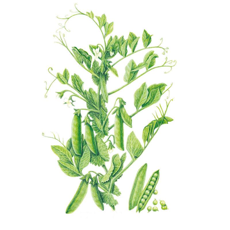pea plant from seed Progress #9 Shelling Pea Seeds