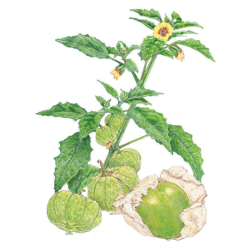 plant tomatillo seeds Grande Rio Verde Tomatillo Seeds