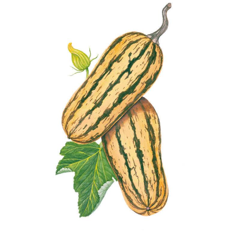 planting delicata squash seeds Honey Boat Winter Delicata Squash Seeds