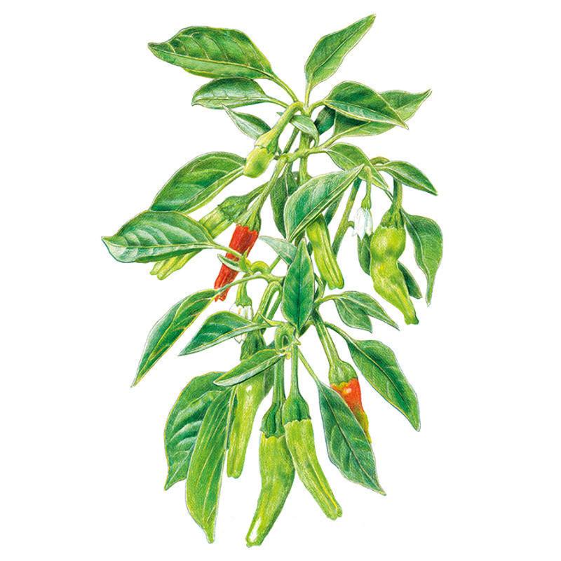 buy passion fruit plant Passion Fruit (Maracuya)
