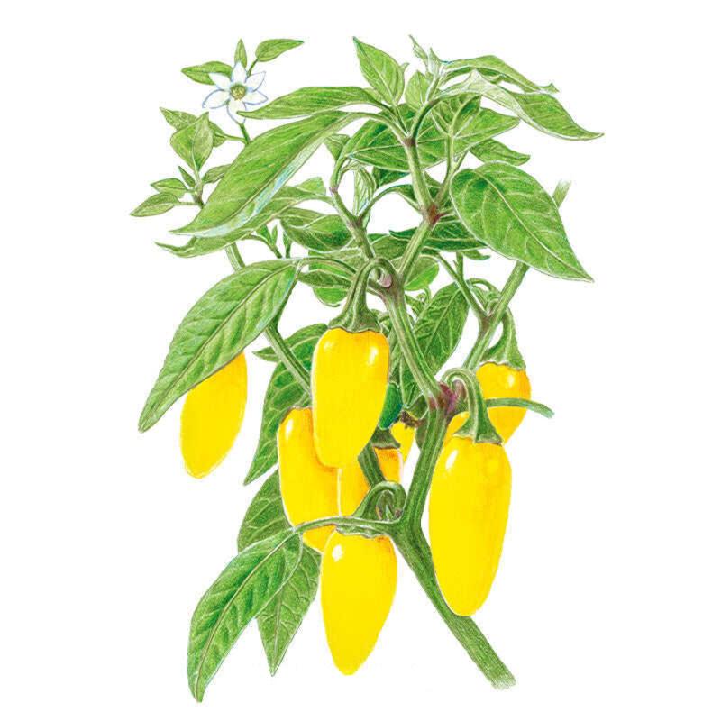 NuMex Lemon Spice Jalapeño Chile Pepper Seeds – Epic Gardening